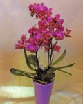 ORCHIDEA PHALENOPSYS